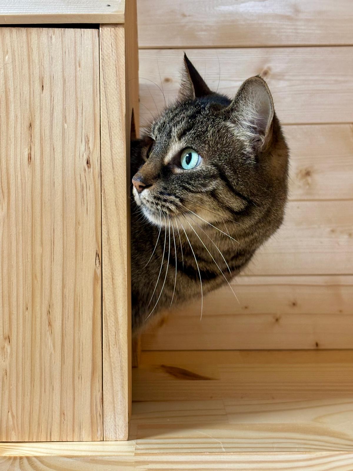 Préparer le séjour au Cat Lodge Hôtel